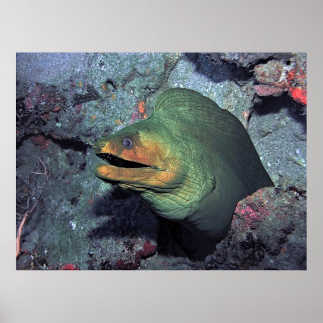 Poster Mohawk Moray (Frente)