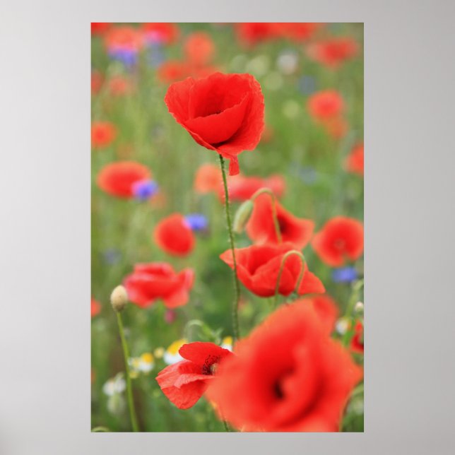 Poster Mohn 2012 (Frente)