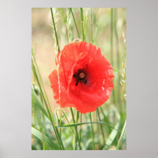 Pôster Mohn 2012 11