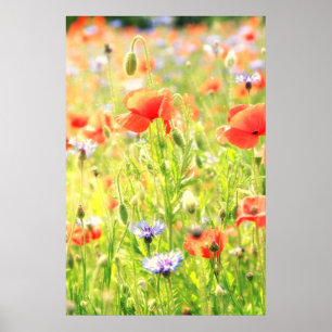 Poster Mohn Traum