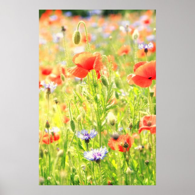 Poster Mohn Traum (Frente)