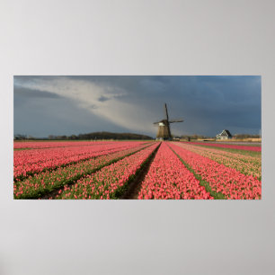 Poster Moinho de vento com as tulipas cor-de-rosa no