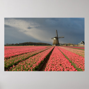 Poster Moinho de vento com tulipas rosa na primavera