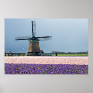 Poster Moinho de vento tradicional com flores rosa e roxo