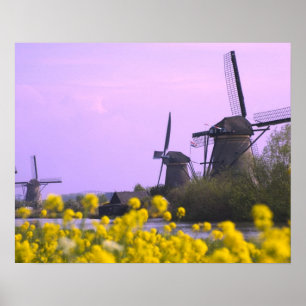 Pôster Moinhos de vento ao longo do canal em Kinderdijk,