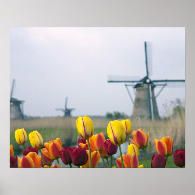 Pôster Moinhos de vento e tulipas ao longo do canal em (Frente)