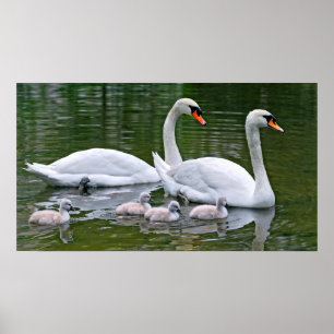 Poster Moinhos mudos com ninhos na água