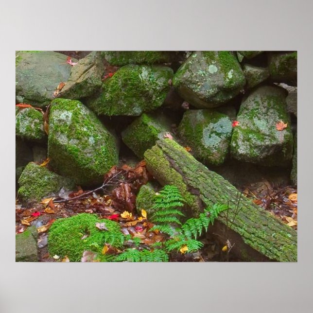 Poster Moisés na floresta (Frente)