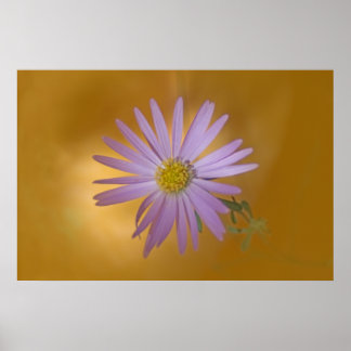 Poster Mojave Aster Wildflower