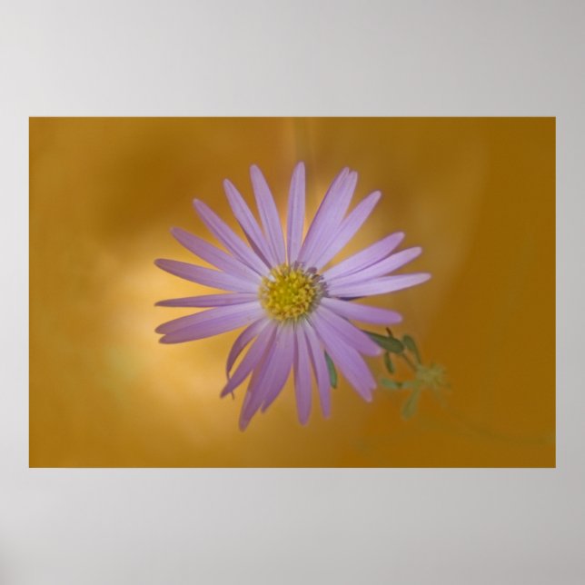 Poster Mojave Aster Wildflower (Frente)