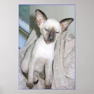 Pôster Mojave o Excelente