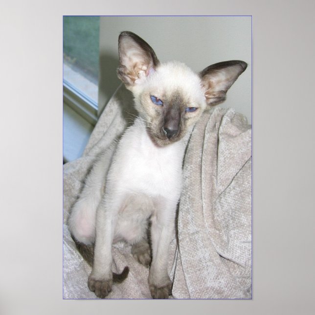 Pôster Mojave o Excelente (Frente)