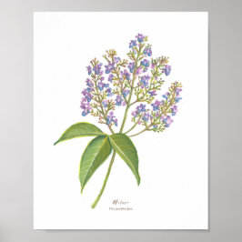 Poster Molave (Vitex parviflora) Blooms florestais filipi