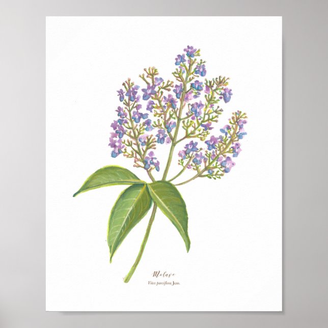 Poster Molave (Vitex parviflora) Blooms florestais filipi (Frente)