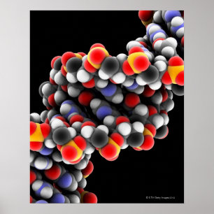 Poster Molécula de DNA. Modelo molecular de DNA