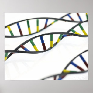 Poster Moléculas do ADN (ácido deoxyribonucleic)