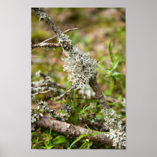 Poster Molho delicado em um galho na floresta