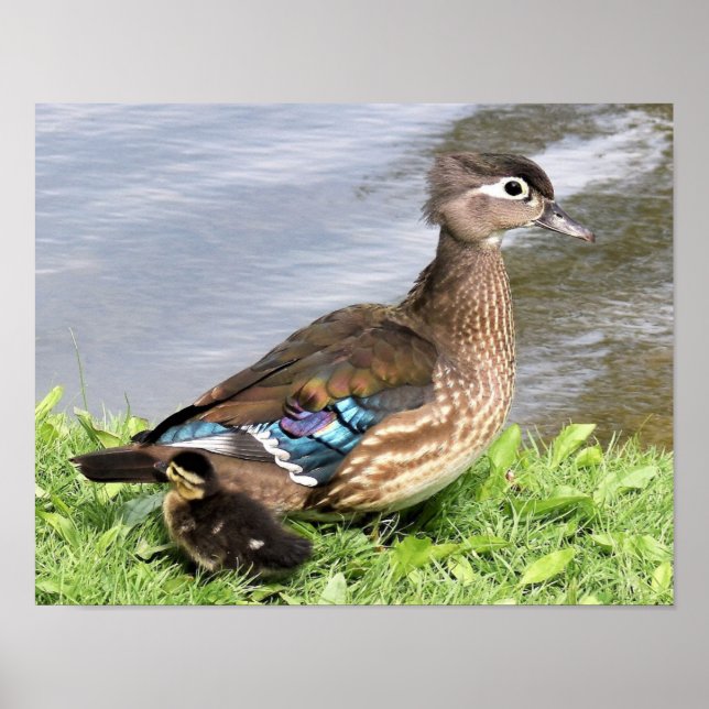 Poster Mom Wood duck with duckling (Frente)