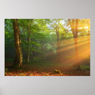 Poster Momento dourado da luz