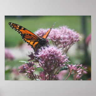Poster Monarca Butterfly_2