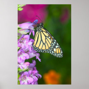 Poster Monarca Danaus Plexippus