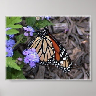 Pôster monarca majestosa