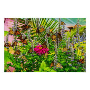 Pôster Monarch Butterflies Poster brilhante 28 x 18,67"