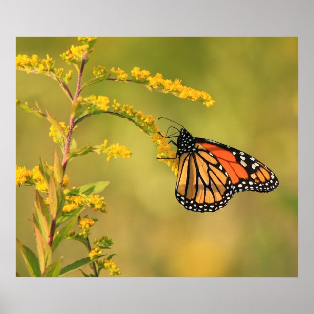 Pôster Monarch Butterfly Goldenrod (Frente)