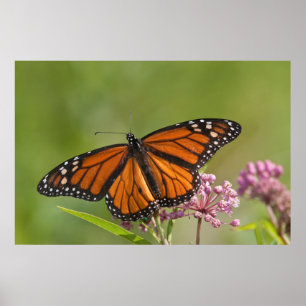Pôster Monarch Butterfly male on Swamp Milkweed