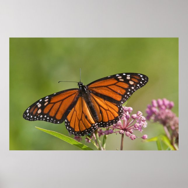 Pôster Monarch Butterfly male on Swamp Milkweed (Frente)