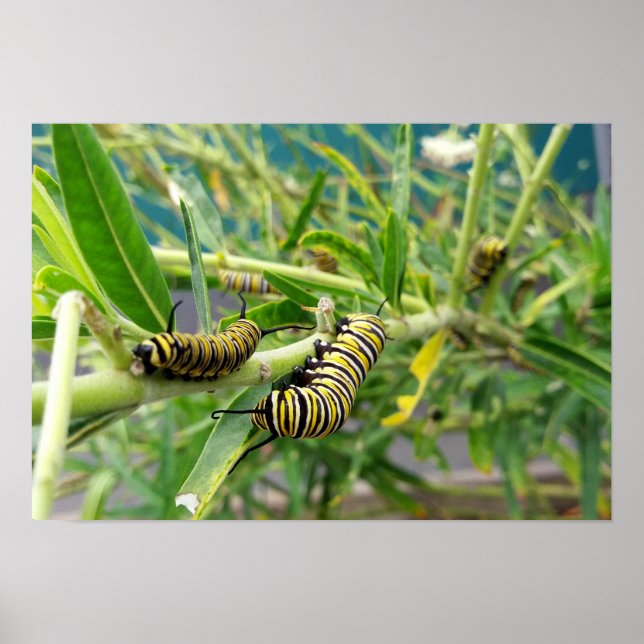 Poster Monarch Caterillar (Frente)