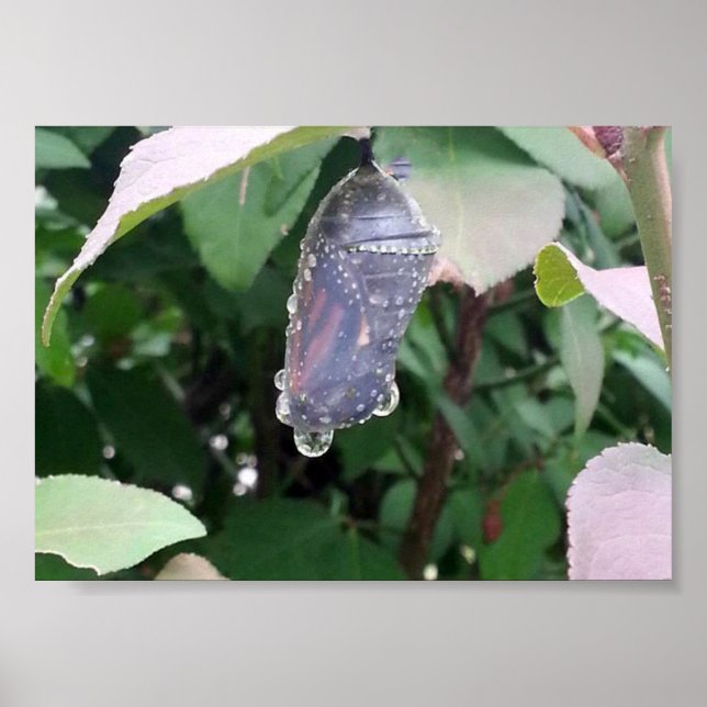 Poster Monarch Chrysalis (Frente)