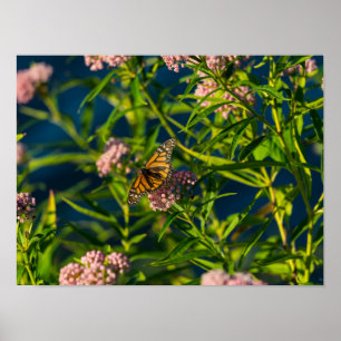 Poster Monarch E Milkweed