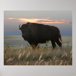 Poster Monarch of the Plains