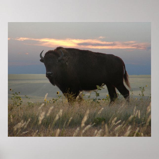 Poster Monarch of the Plains (Frente)