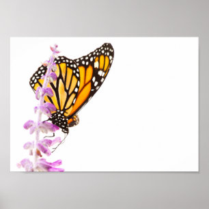 Pôster Monarch perched on lavender