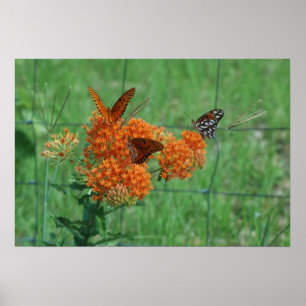 Poster Monarchs on the Butterfly Weed Print