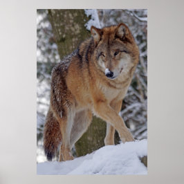 Poster Mongolian alphawolf in snow