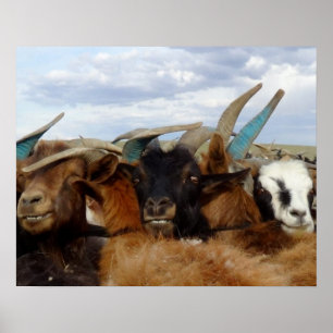 Pôster Mongolian Goats