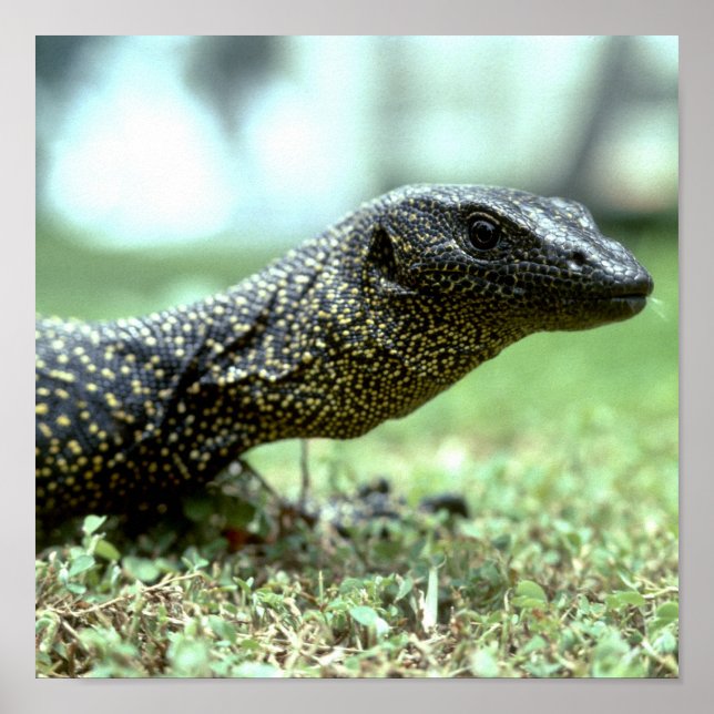 Poster Monitor Mangrove (Frente)