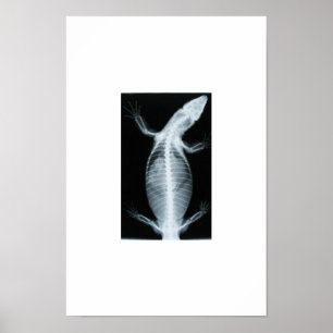 Poster monitore o radiograph
