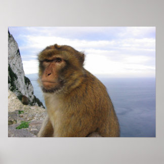 Poster Monkey in Gibralter