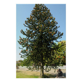 Pôster Monkey Puzzle.