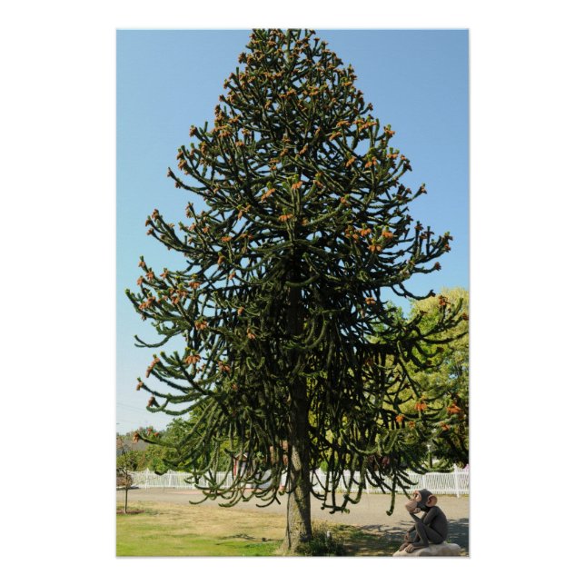 Pôster Monkey Puzzle. (Frente)