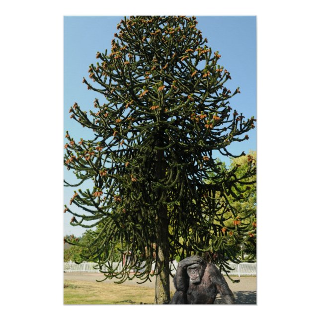 Pôster Monkey Puzzle. (Frente)