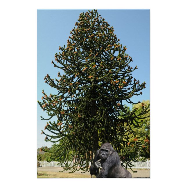 Pôster Monkey Puzzle. (Frente)