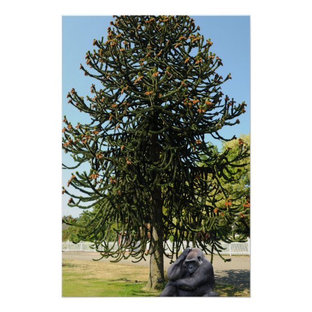 Pôster Monkey Puzzle. (Frente)