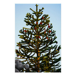Pôster Monkey Puzzle.