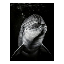 Pôster Monochrome Dolphin Portrait - Underwater Marine A