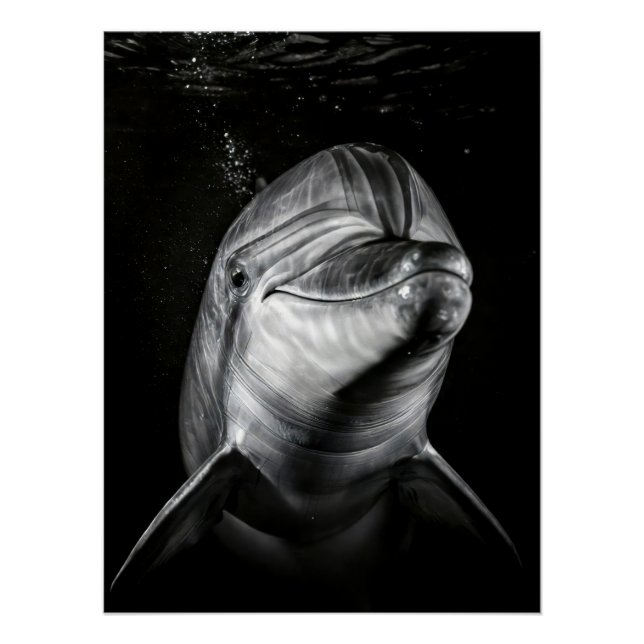 Pôster  Monochrome Dolphin Portrait - Underwater Marine A (Frente)
